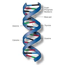 Double Helix Fall
