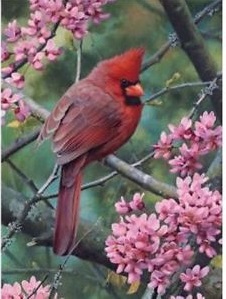 Spring Time Cardinal
