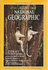 lemurs - On The Edge Of Survival
