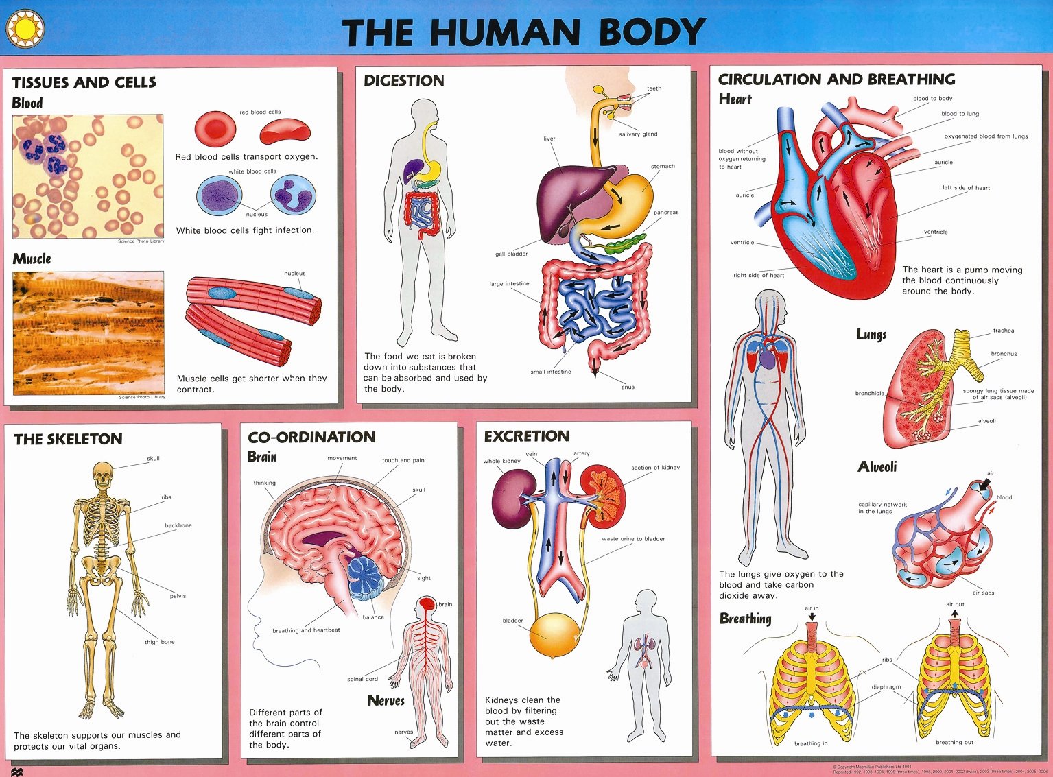 macmillan human biology wallcharts (human biology w/charts)