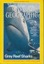 jan 1995 gray reef sharks