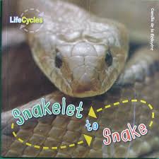 snakelet to snake