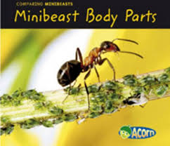 minibeast body parts