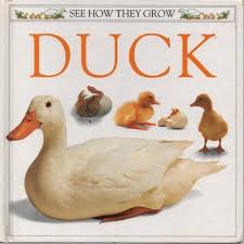 see how they grow: duck