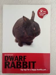 Dwarf Rabbit 
