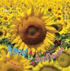 life cycles: seed to sunflower