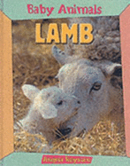 Baby Animal : Lamb
