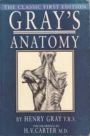 Gray's Anatomy
