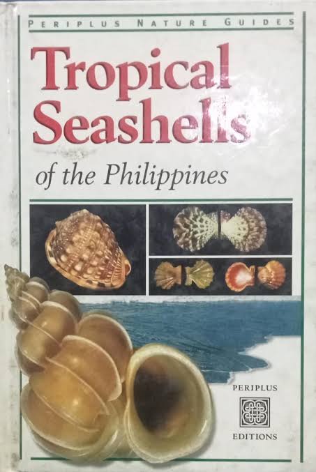 tropical seashells