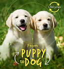 puppy to dog