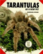 Tarantulas As a New Pet
