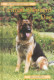 The german shepherd dog

