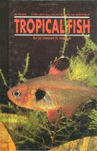 Tropical fish
