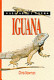 all about your iguana